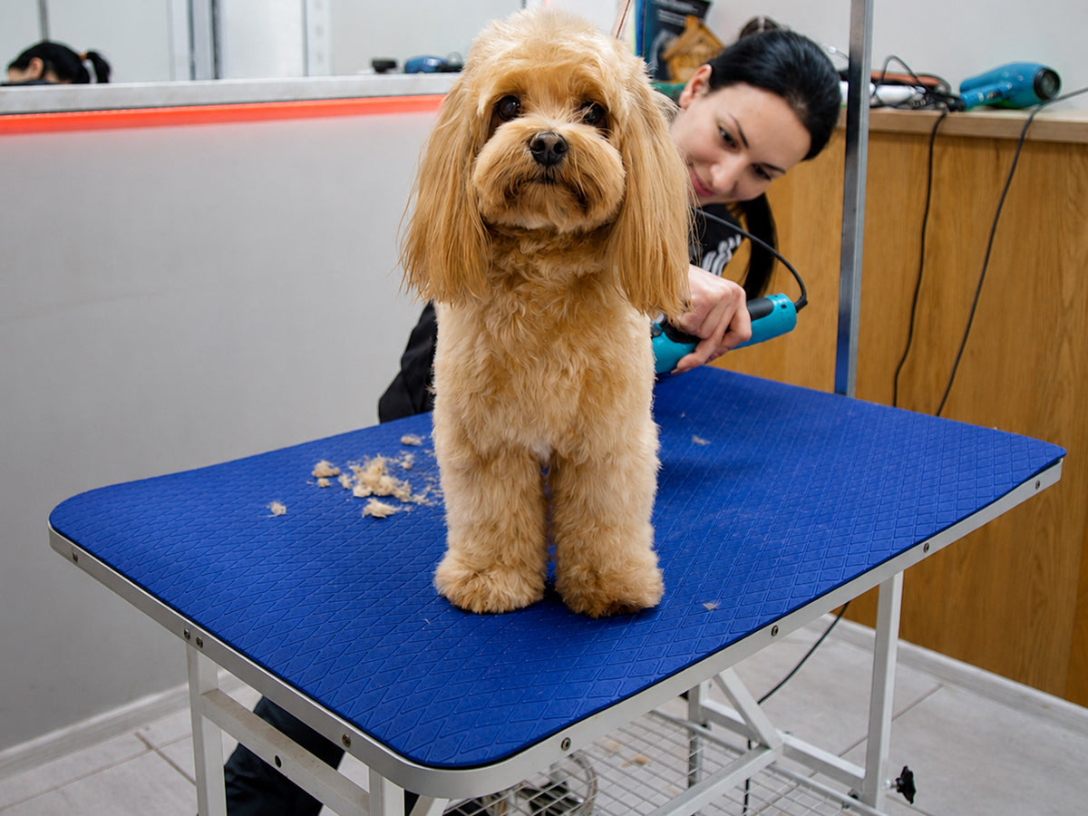 Dog standing on a blue SEGULMAT Multipurpose EVA dog grooming table mat during a salon grooming session